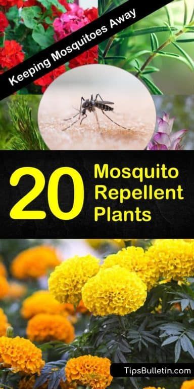 Keeping Mosquitoes Away - 20 Mosquito Repellent Plants -   17 plants Decoration landscaping ideas