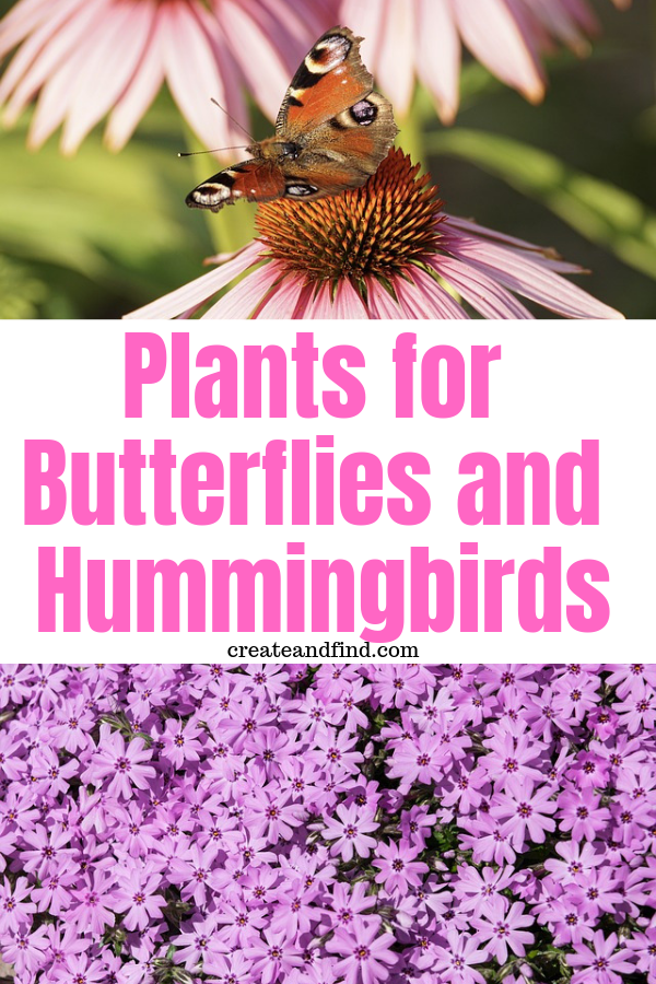 Plants that Attract Butterflies and Hummingbirds -   17 plants Decoration landscaping ideas