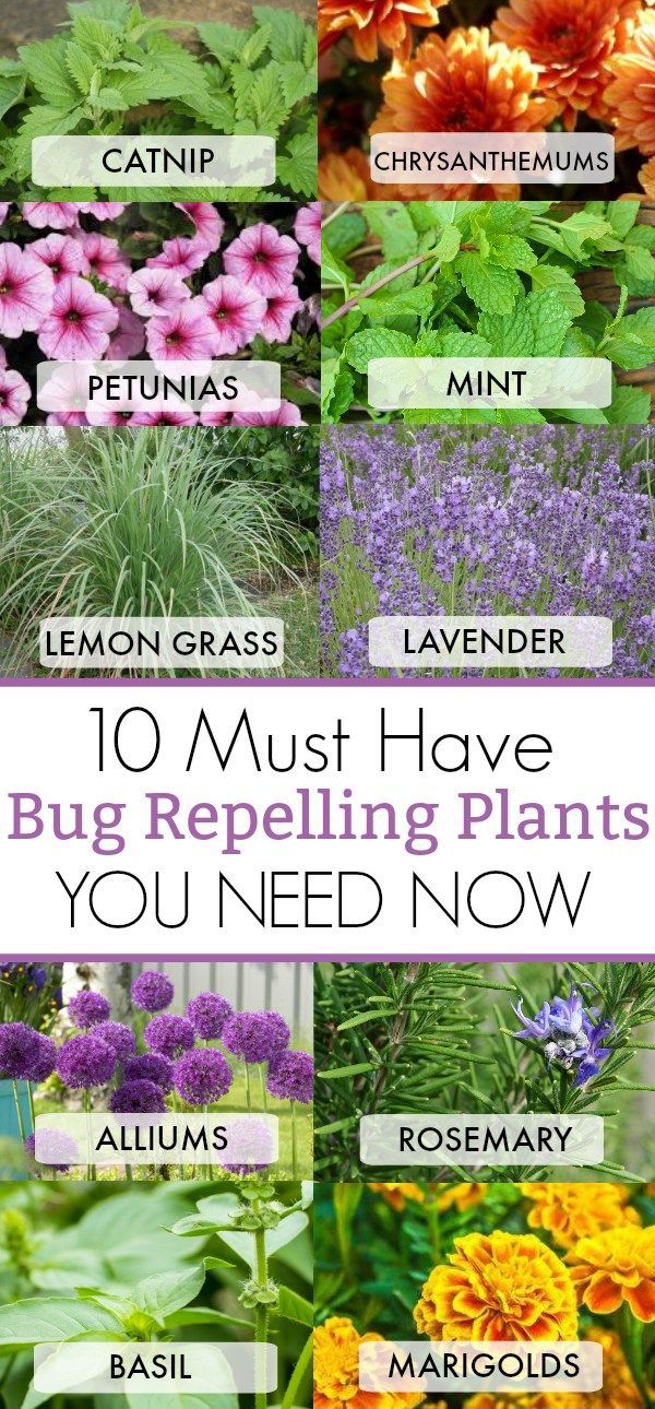10 Must Have Bug Repelling Plants This Summer For Your Home -   17 plants Decoration landscaping ideas
