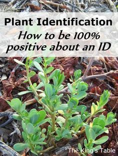 Plant Identification – How to be 100% positive about an ID -   18 plants Green outdoors ideas