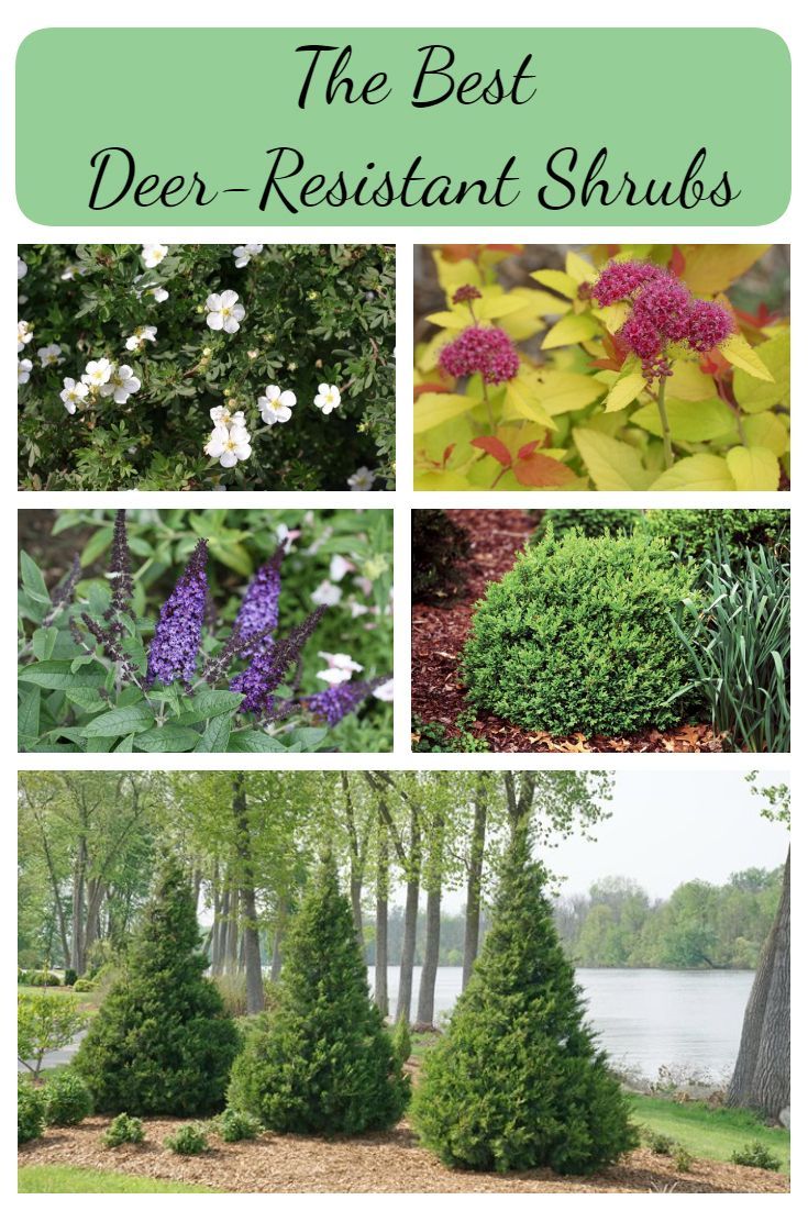 The Best Deer-Resistant Shrubs -   18 plants Green outdoors ideas