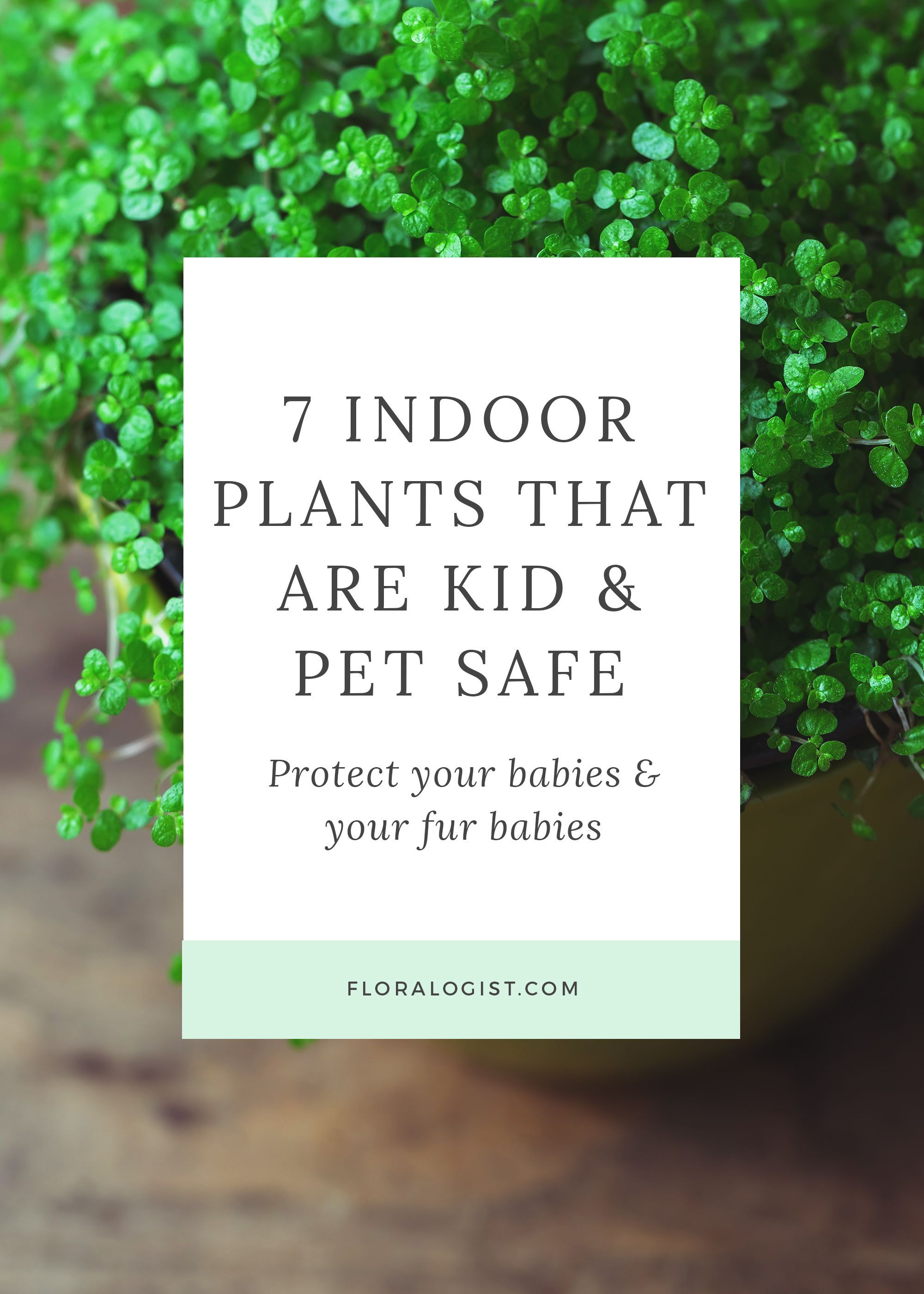 7 Indoor Plants That Are Kids & Pet Safe -   18 plants Green outdoors ideas