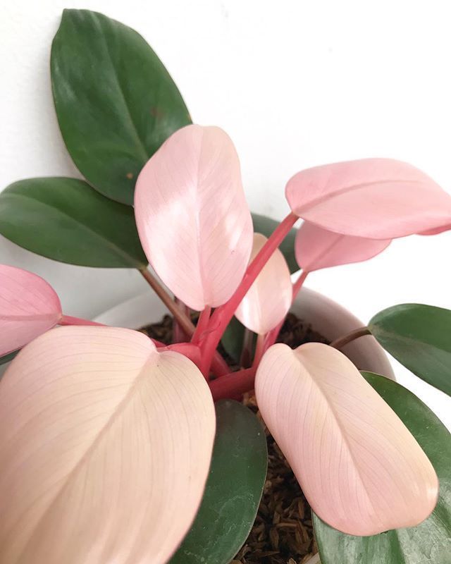 philodendron pink congo -   18 plants Green outdoors ideas