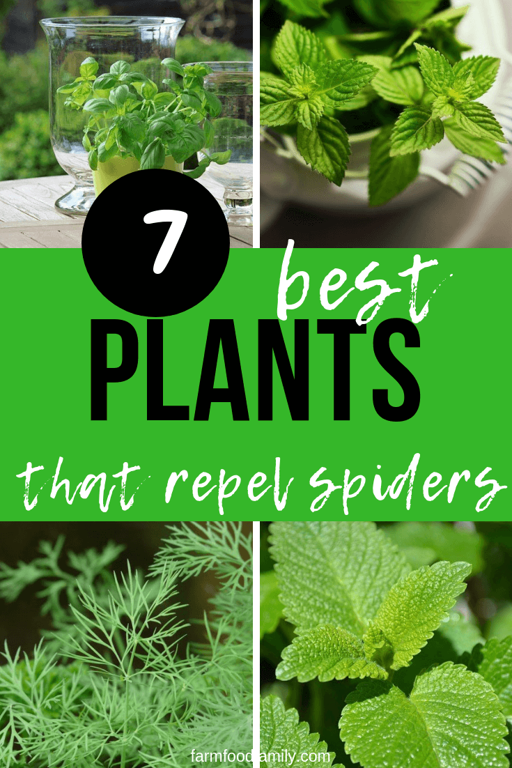 Natural Spider Repellents: 7 Plants That Repel Spiders -   18 plants Green outdoors ideas