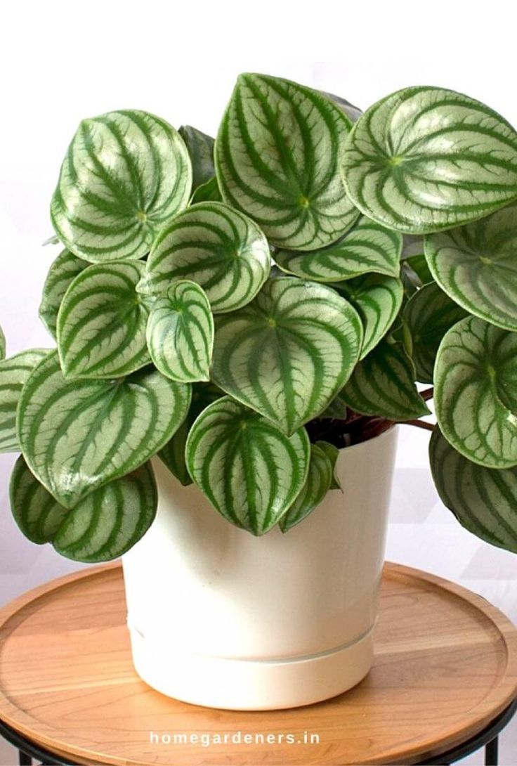 Peperomia Plant - How Did Radiator Plants Become the Best? Find Out. -   18 plants Green outdoors ideas