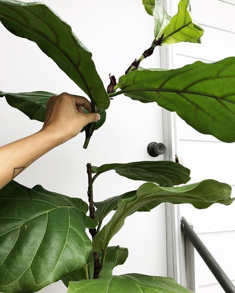 10 Things Nobody Tells You About Fiddle-Leaf Fig Trees -   18 plants Green outdoors ideas