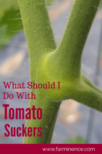 Trimming Tomato Suckers: Should You Be Pruning? [and How to Prune!] -   18 plants Outdoor growing tomatoes ideas