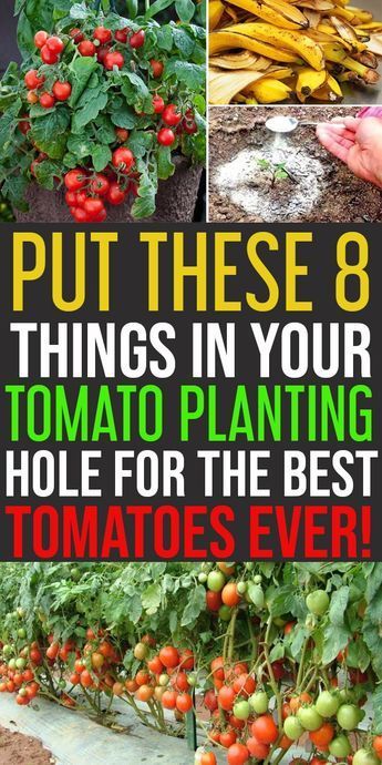 Put These 8 Things In Your Tomato Planting Hole for Awesome Yield -   18 plants Outdoor growing tomatoes ideas