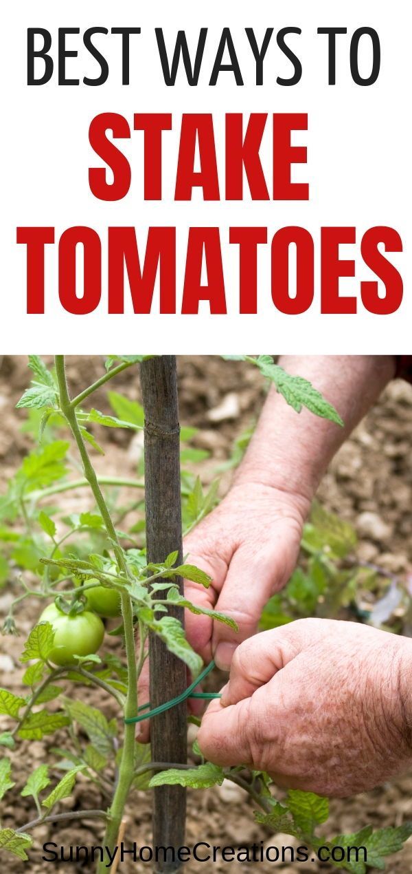 Best Way to Stake Tomatoes -   18 plants Outdoor growing tomatoes ideas