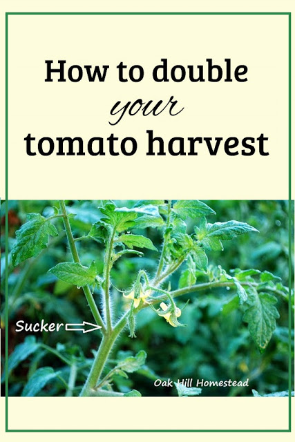 The Best Way to Root Tomato Cuttings -   18 plants Outdoor growing tomatoes ideas