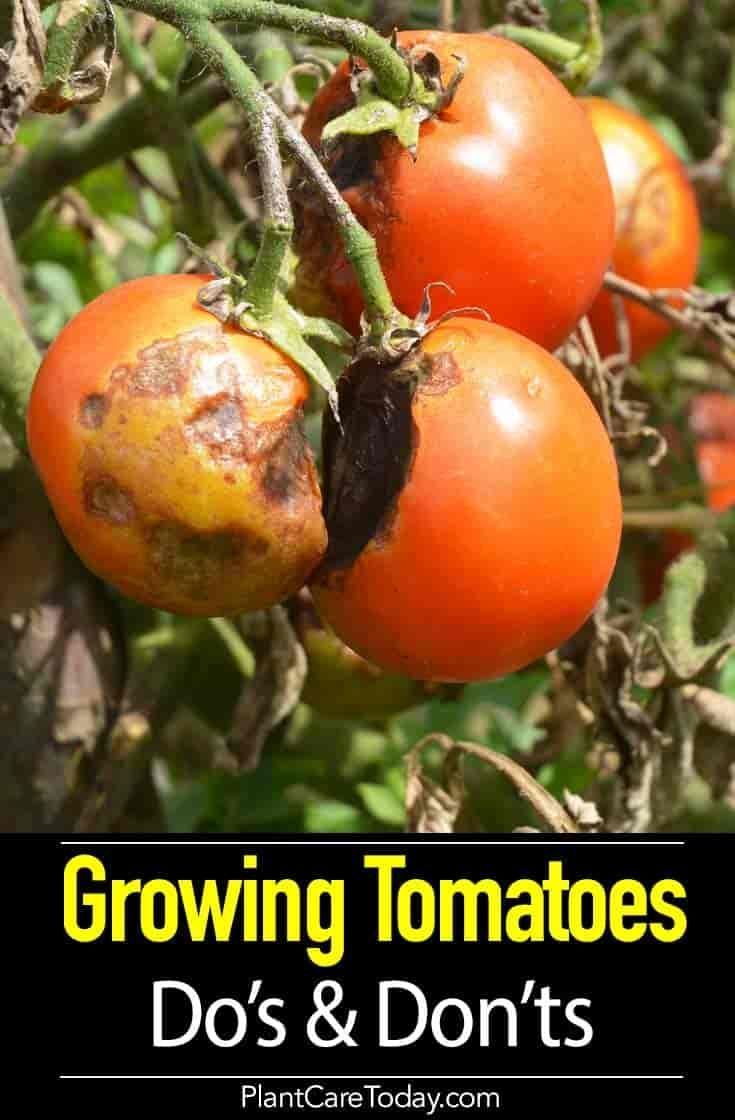 Tomato Growing – 8 Do's and 5 Don'ts -   18 plants Outdoor growing tomatoes ideas