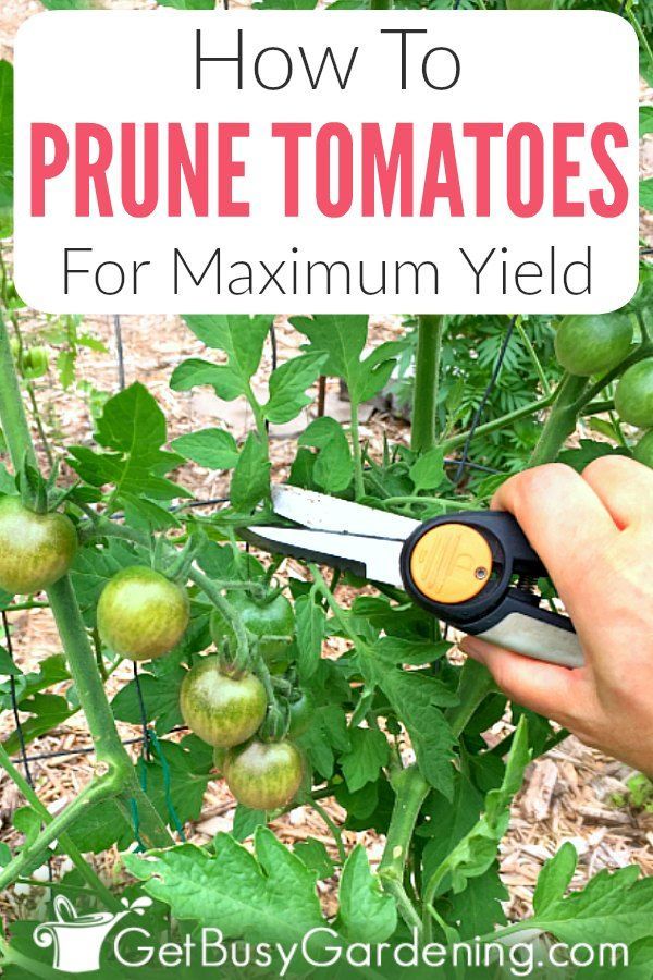 How To Prune Tomatoes For Maximum Production -   18 plants Outdoor growing tomatoes ideas