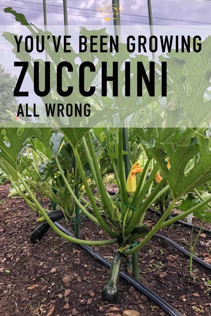 It's Zucchini Season! How You've Been Growing Them All Wrong. -   18 plants Outdoor growing tomatoes ideas