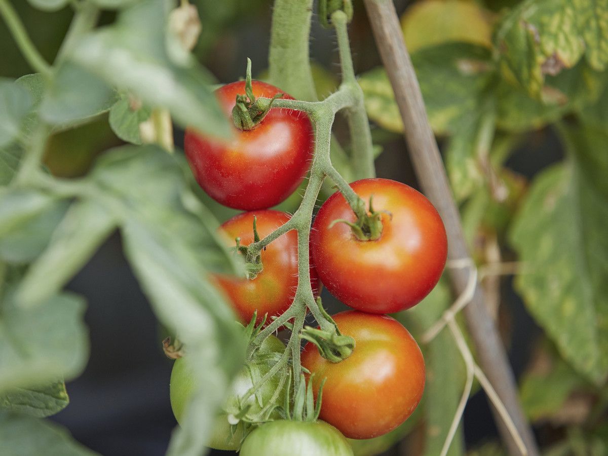 WATCH: The Biggest Mistakes to Avoid When Growing Tomatoes -   18 plants Outdoor growing tomatoes ideas