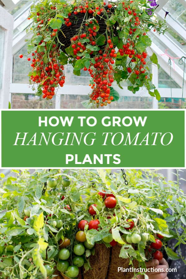 How to Grow Hanging Tomato Plants -   18 plants Outdoor growing tomatoes ideas