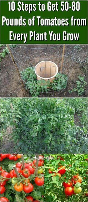 10 Steps to Get 50-80 Pounds of Tomatoes from Every Plant You Grow -   18 plants Outdoor growing tomatoes ideas