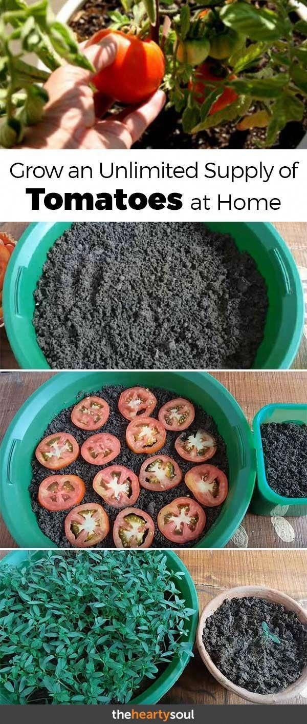 Check Out the Easiest Ways to Grow Tomatoes So You Never Have to Buy Them Again -   18 plants Outdoor growing tomatoes ideas