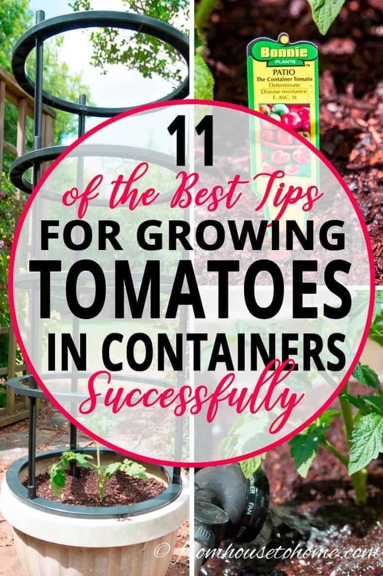 11 of the Best Tips For Growing Tomatoes In Containers (With Success) -   18 plants Outdoor growing tomatoes ideas