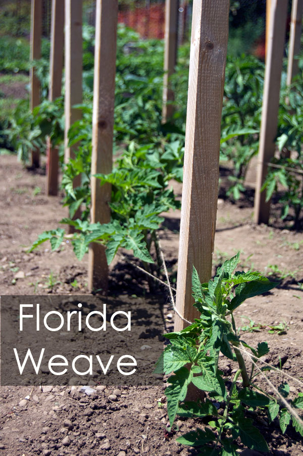 Give your tomatoes a weave. Pruning and supporting tomatoes. -   18 plants Outdoor growing tomatoes ideas