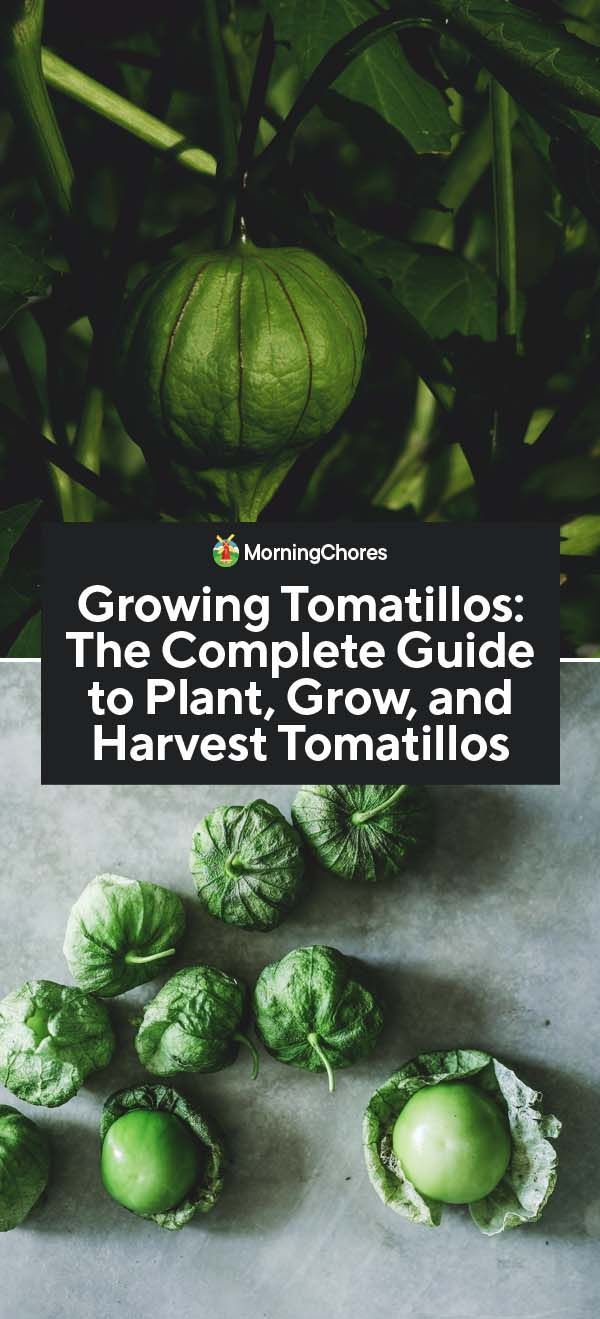 Growing Tomatillos: The Complete Guide to Plant, Grow, and Harvest Tomatillos -   18 plants Outdoor growing tomatoes ideas