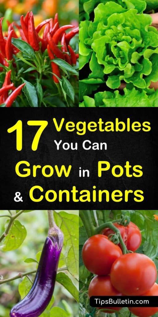 17 Vegetables that You Can Grow in Pots and Containers -   18 plants Vegetables veggies ideas