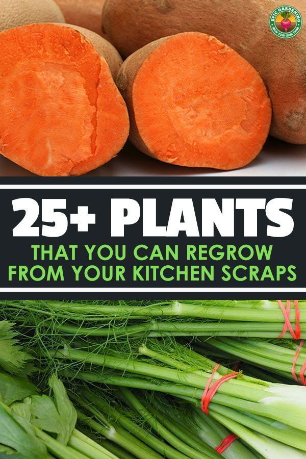 18 plants Vegetables veggies ideas