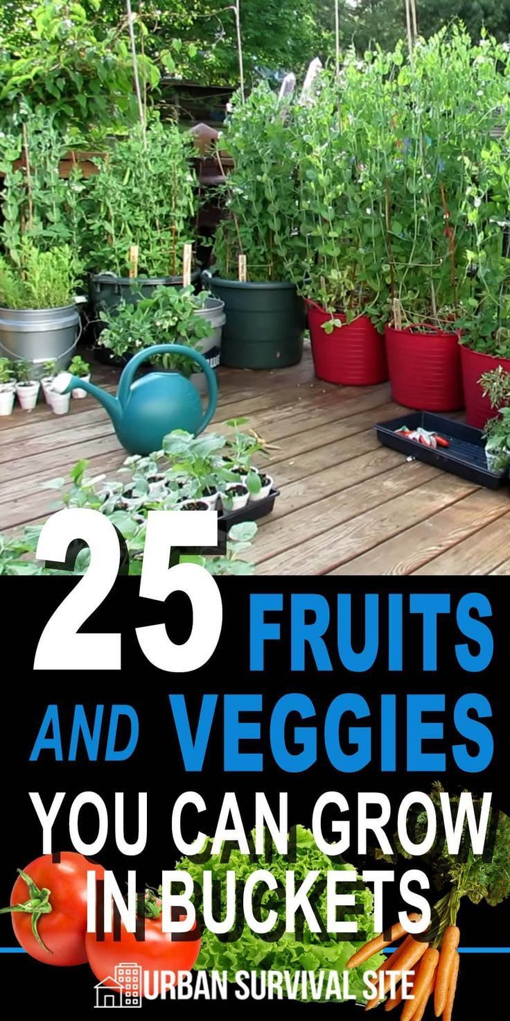 25 Fruits and Veggies You Can Grow in Buckets -   18 plants Vegetables veggies ideas