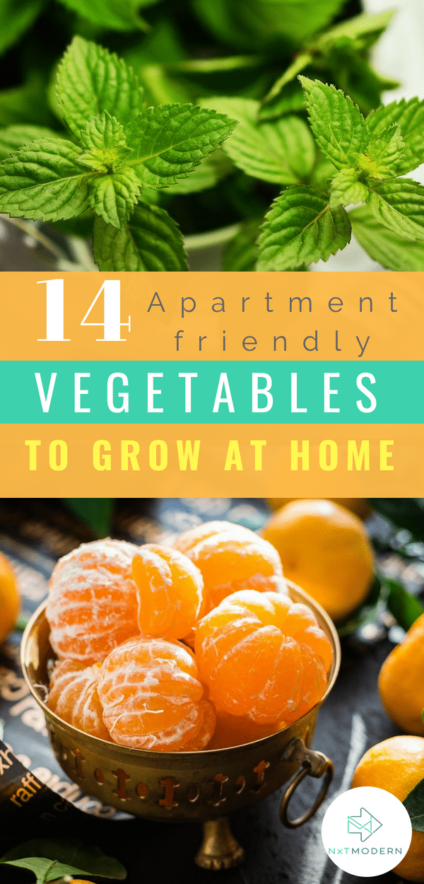 14 Easiest Vegetables to Grow Indoors That'll Feed the Fam -   18 plants Vegetables veggies ideas