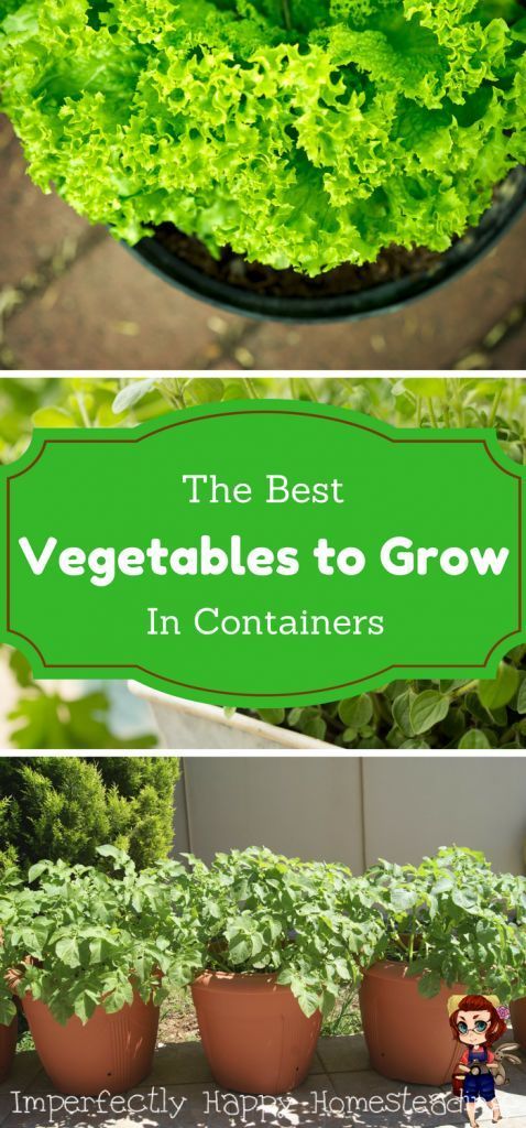 Vegetables in Pots the Best Veggies to Grow in Containers -   18 plants Vegetables veggies ideas