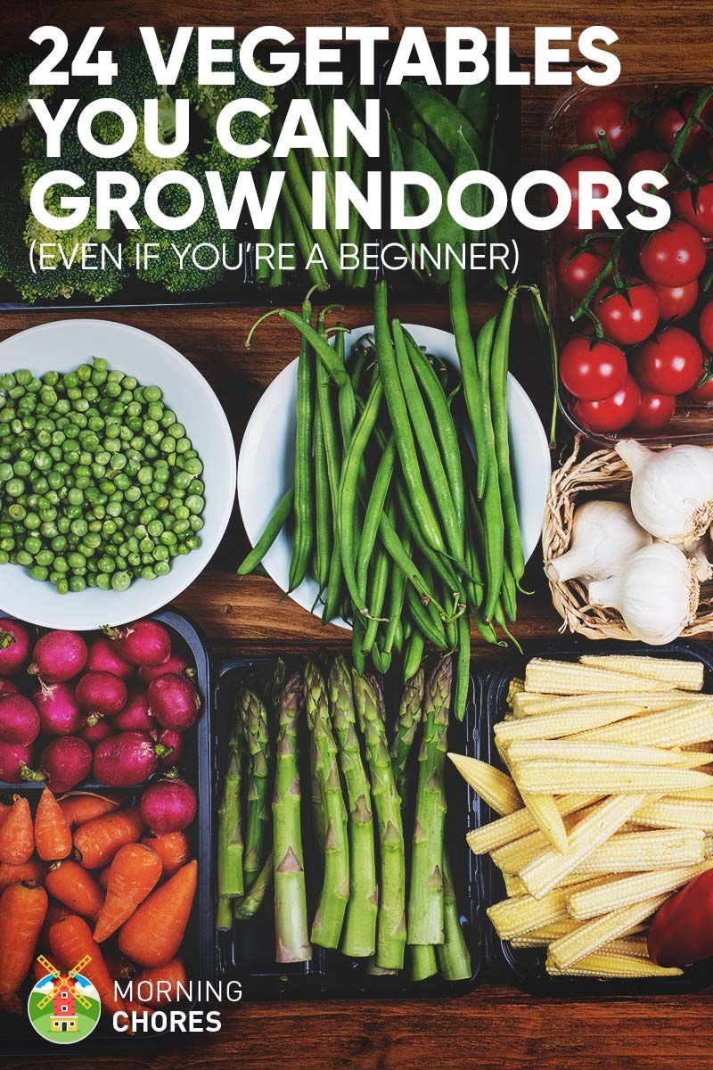 24 Newbie-Friendly Vegetables You Can Easily Grow Indoors -   18 plants Vegetables veggies ideas
