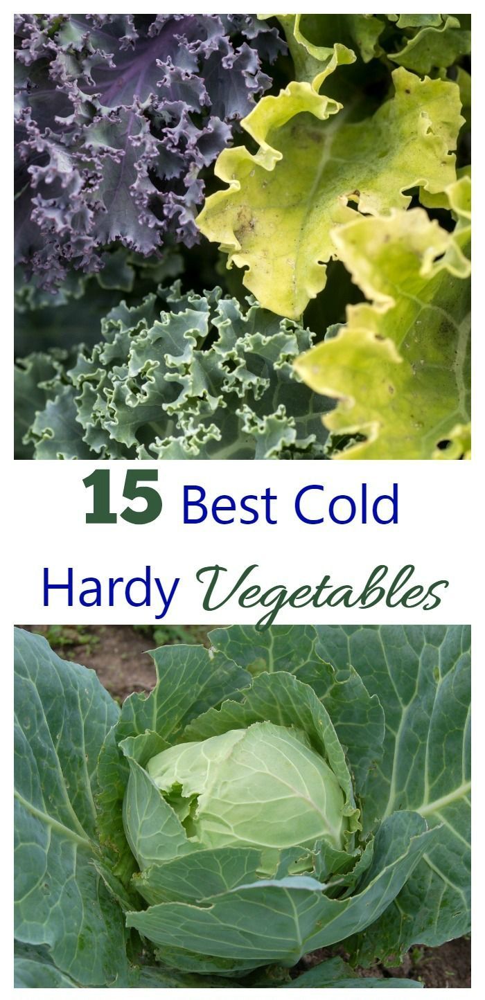 Cold Hardy Vegetables let You Get a Head Start on Spring -   18 plants Vegetables veggies ideas