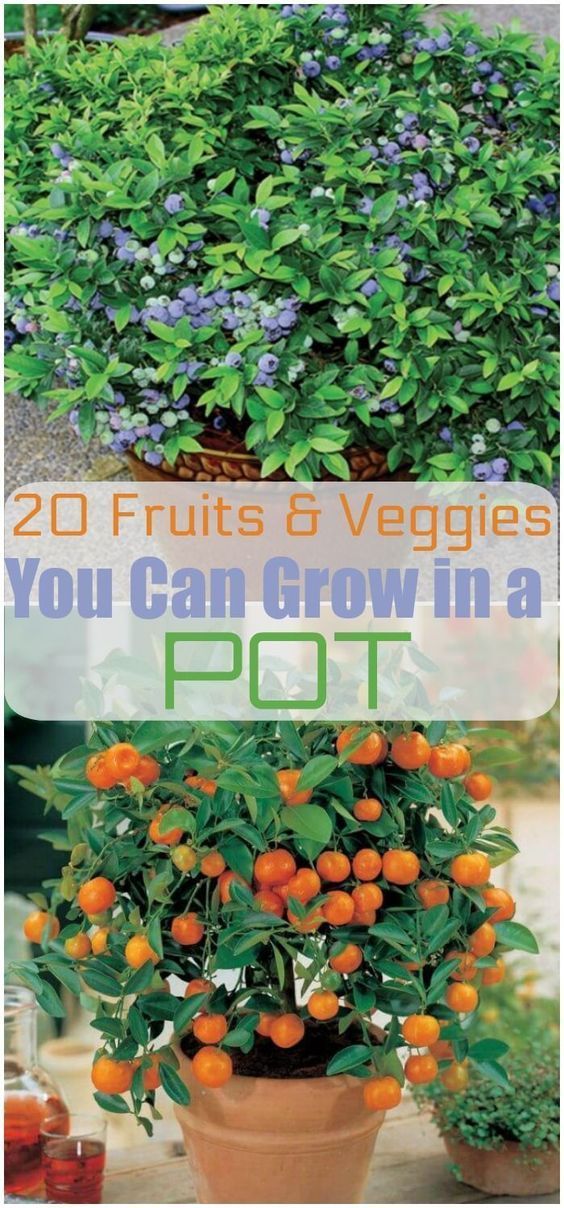20 Fruits and Vegetables You Can Grow in Pots -   18 plants Vegetables veggies ideas