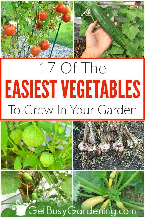 18 plants Vegetables veggies ideas