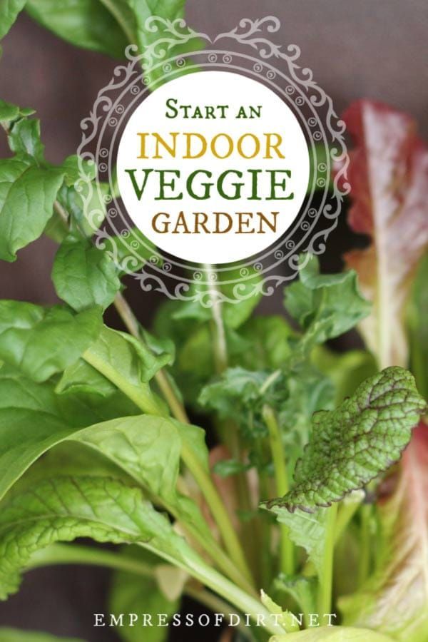 Get Started with Indoor Vegetable Gardening -   18 plants Vegetables veggies ideas