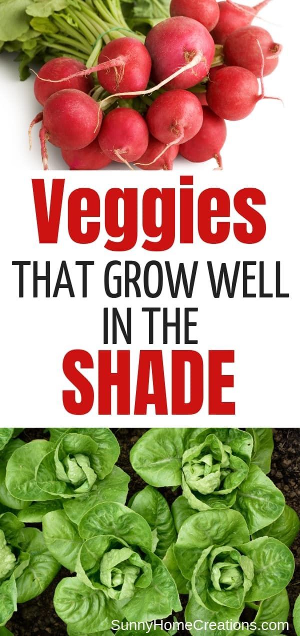 Vegetables that Grow in Shade -   18 plants Vegetables veggies ideas