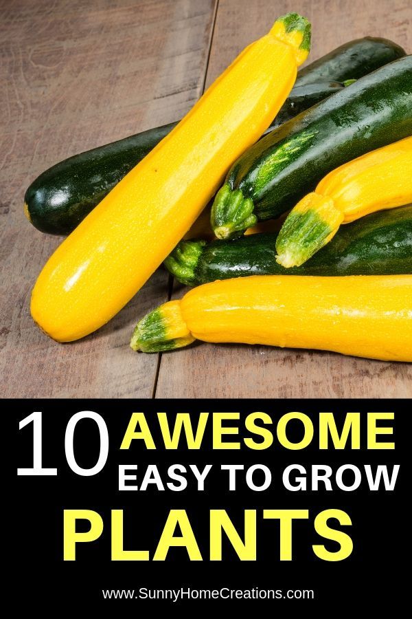 10 Awesome easy to grow vegetables for beginning gardeners -   18 plants Vegetables veggies ideas