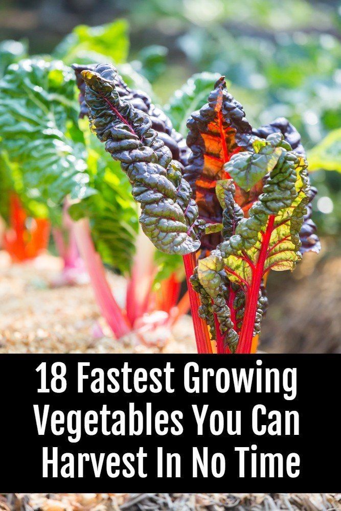 18 Of The Fastest Growing Veggies You Can Harvest In No Time -   18 plants Vegetables veggies ideas