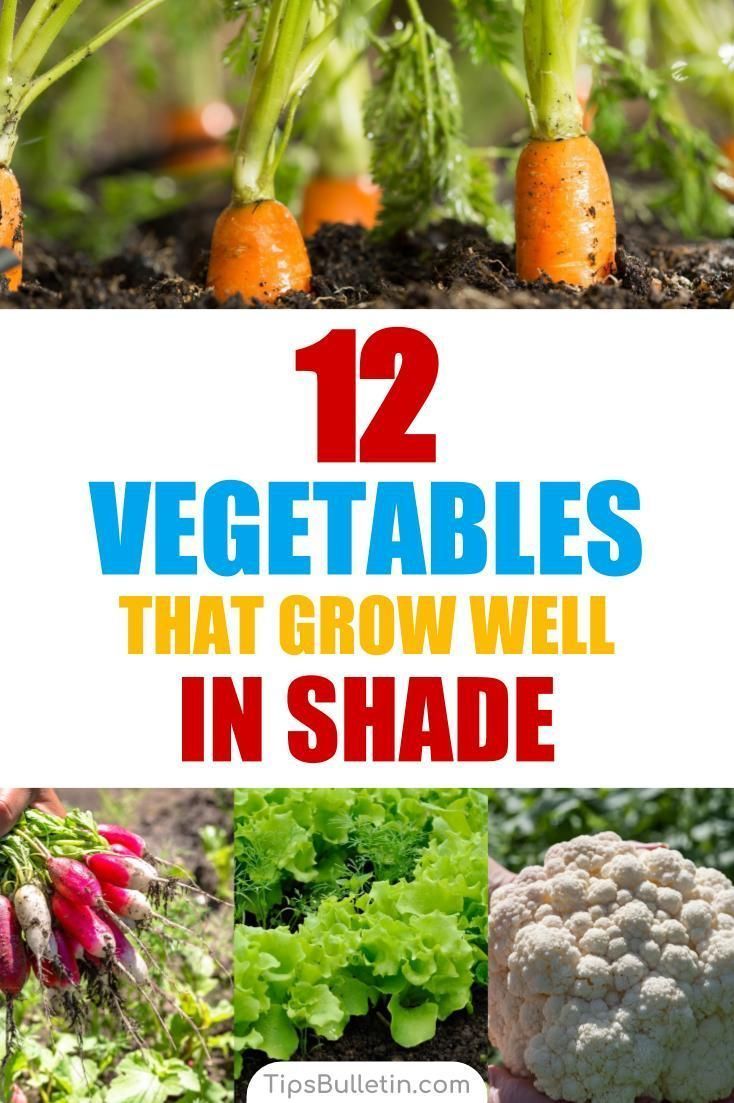 12 Amazing Vegetables that Grow in Shade -   18 plants Vegetables veggies ideas