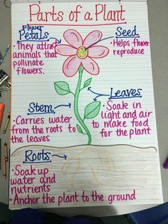 17 Creative Ways to Teach Plant Life Cycle -   19 plants Teaching teachers ideas