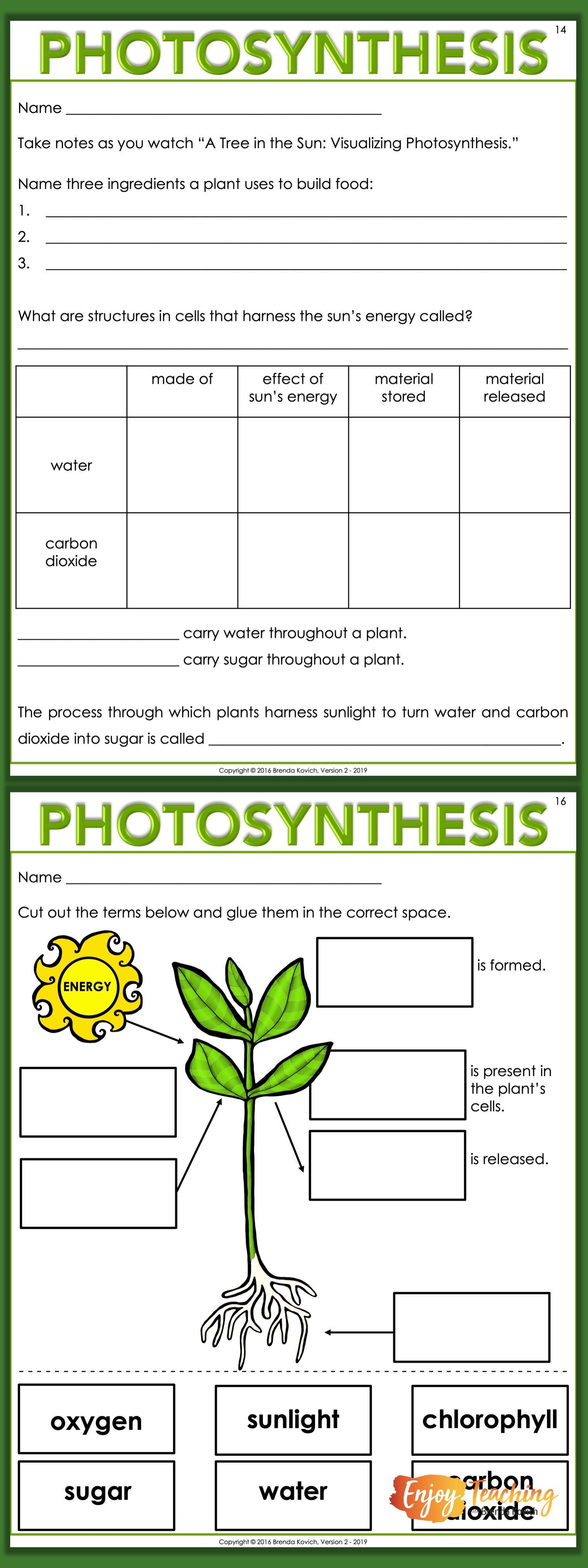 19 plants Teaching teachers ideas