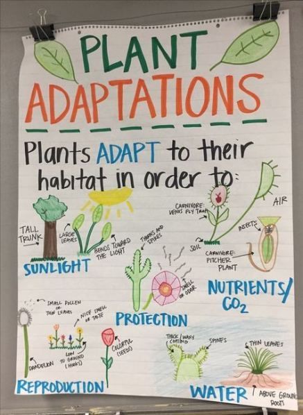 19 plants Teaching teachers ideas