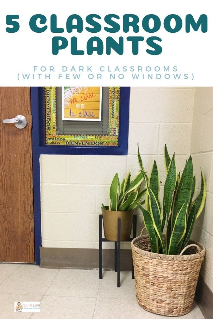 Best Plants for a Dark Classroom or Office – The Gifted Gabber -   19 plants Teaching teachers ideas