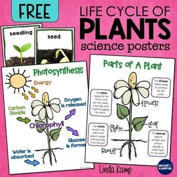 Plant Life Cycle Science Posters with Parts of a Plant & Photosynthesis (FREE) -   19 plants Teaching teachers ideas