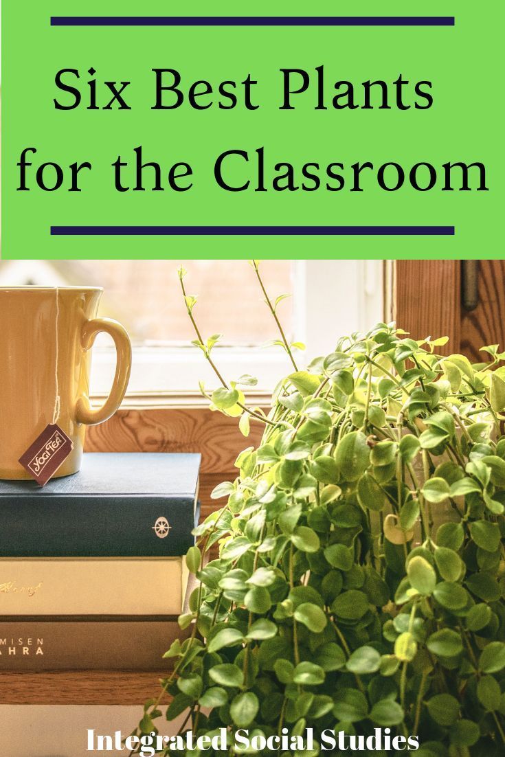 19 plants Teaching teachers ideas