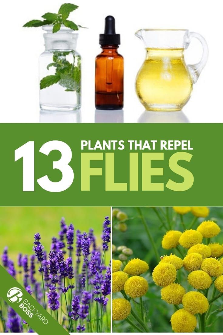 13 Plants That Repel Flies -   19 plants That Repel Mosquitos porches ideas