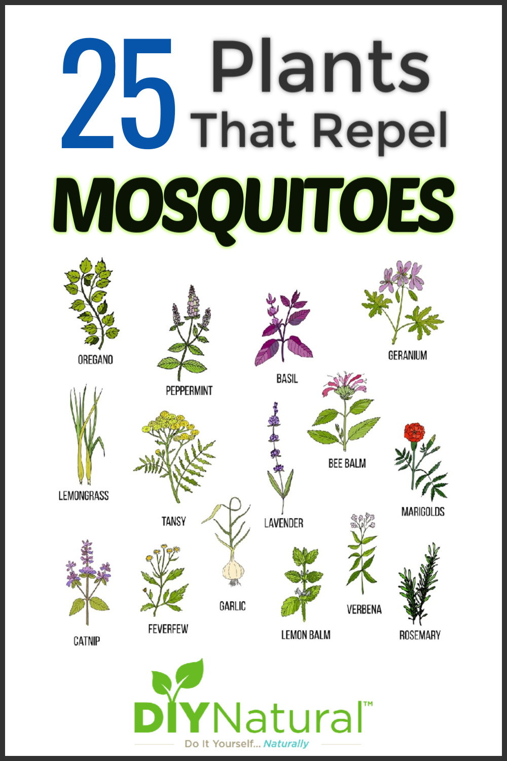 Mosquito Repellent Plants: 25 Plants That Repel Mosquitoes Naturally! -   19 plants That Repel Mosquitos porches ideas