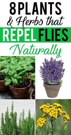 8 Plants and Herbs That Repel Flies Naturally -   19 plants That Repel Mosquitos porches ideas