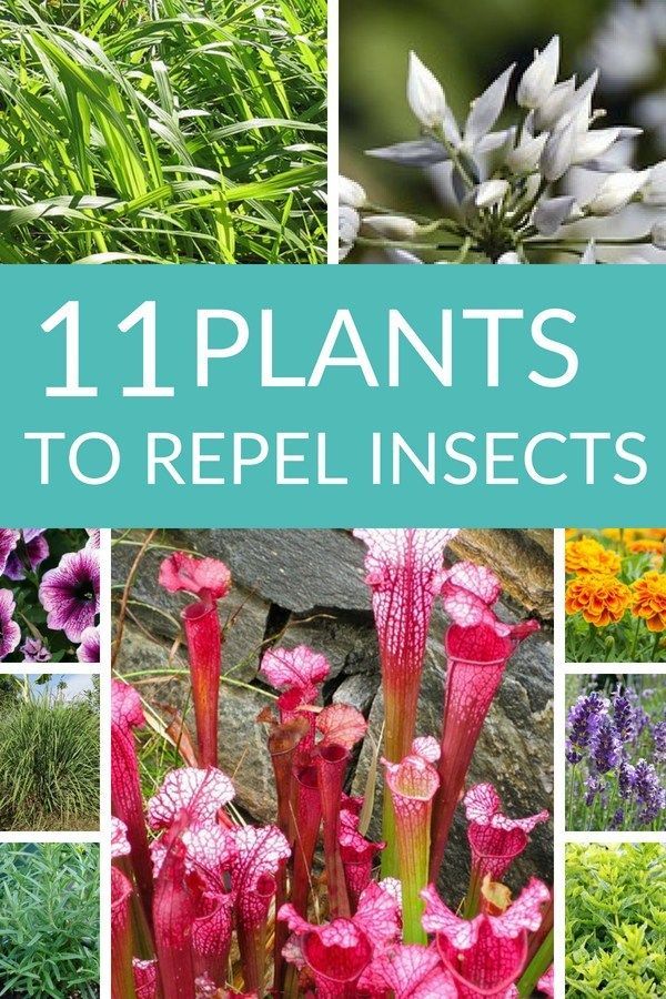 Natural Repellents: 11 Plants that Keep Mosquitoes and Other Insects Away -   19 plants That Repel Mosquitos porches ideas