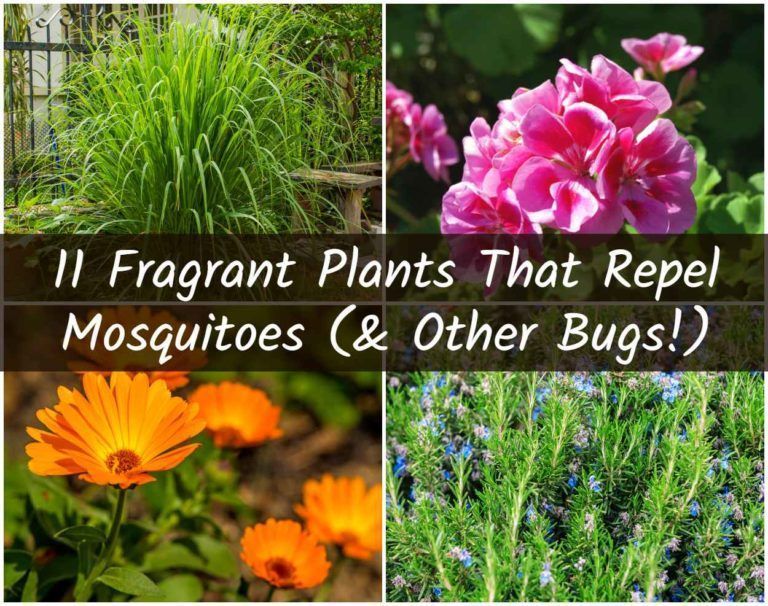 11 Fragrant Plants That Repel Mosquitoes -   19 plants That Repel Mosquitos porches ideas