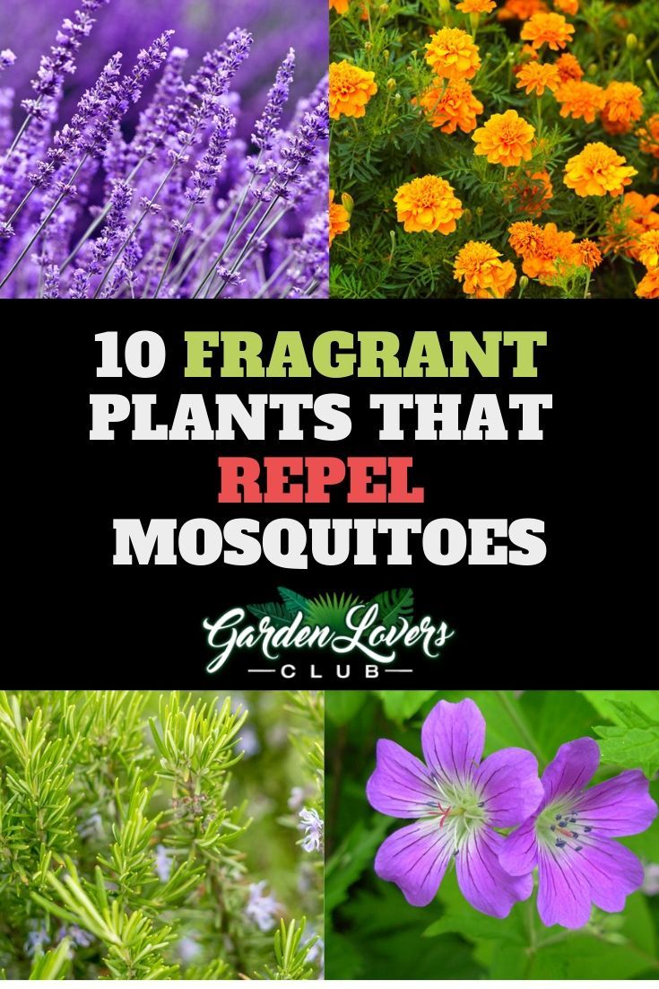 10 Fragrant Plants That Repel Mosquitoes -   19 plants That Repel Mosquitos porches ideas